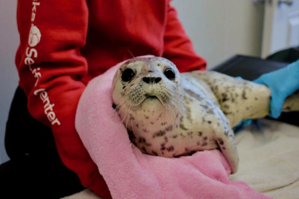 A baby seal in a towel being held by someone in a red hoody