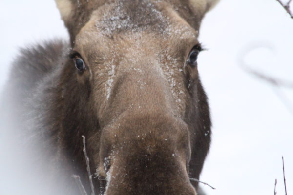 A moose's head