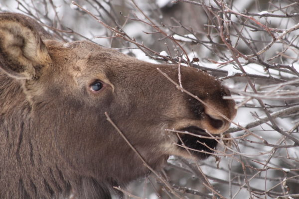 A moose eating branchess