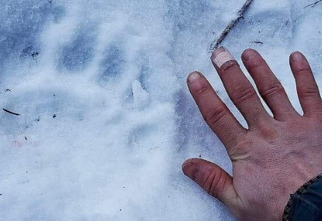 A man's hand next to a bear print in the snow