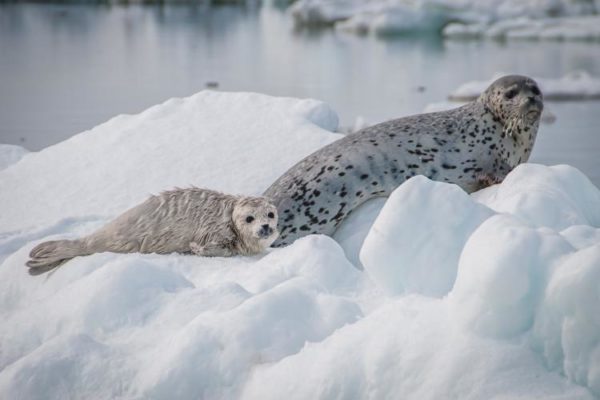 A mom and baby seal on some ice