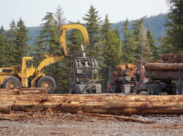 A large loader drops log into a truck