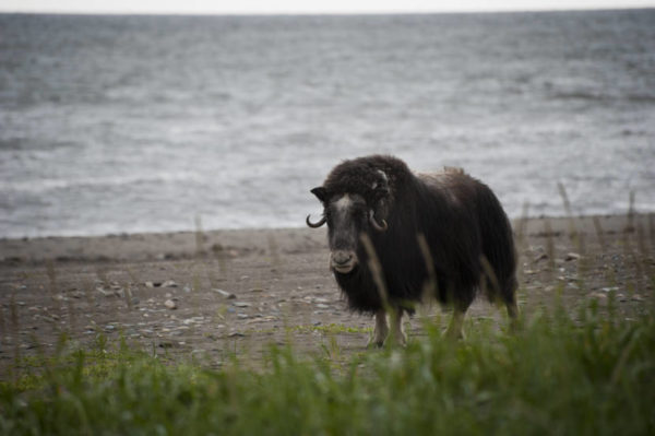 A musk ox walking along the beach