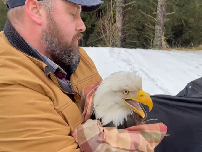 A whiite man holds a bald eagle in a blanket