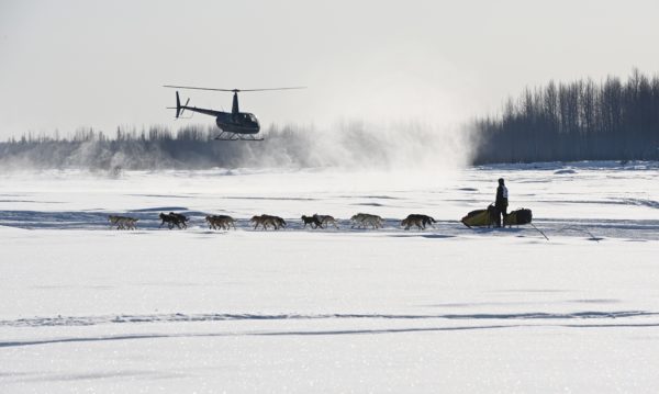A musher and dogs.