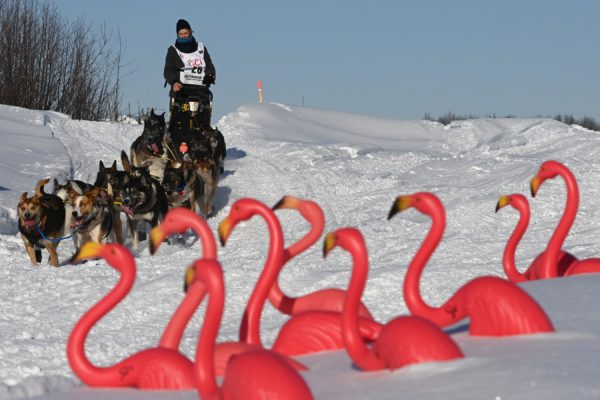 A musher and dogs pass plastic flamingos.