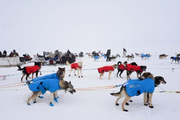 Dog teams in a snowy field
