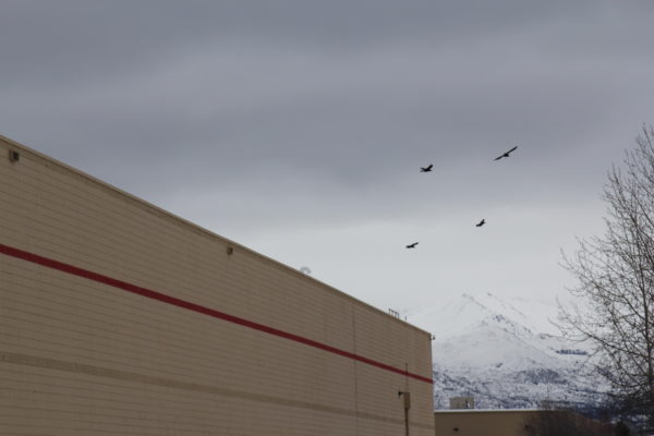 Ravens in the sky fly towards a warehousey building 