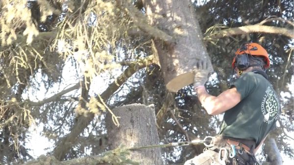a person cuts down a tree