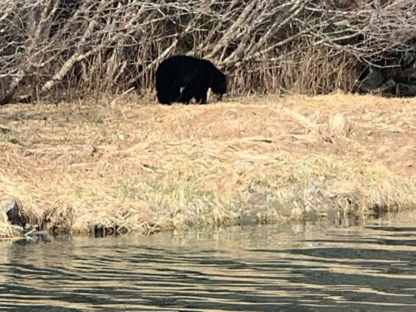 A black bear below some alders on a river bank