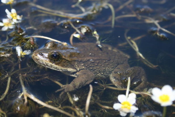 A frog partially submerged in water
