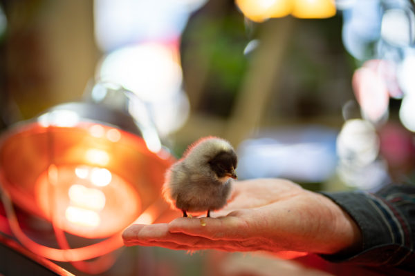 A small, fuzzy chick sits in a person's hand, in front of a heat lamp