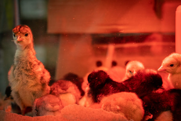 Baby birds sit in a pile under a heat lamp