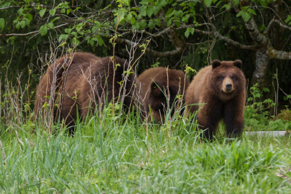 Three brown bears emerge from a wooded area.