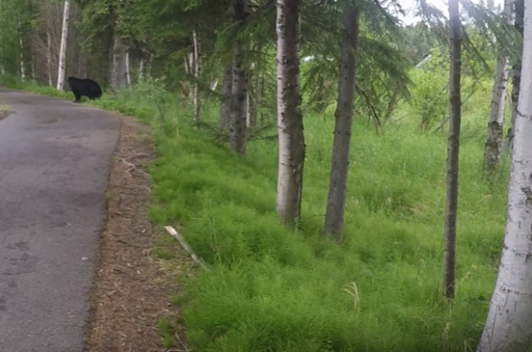 A sort of blurry image from a video shows a black bear on the side of a wooded trail.