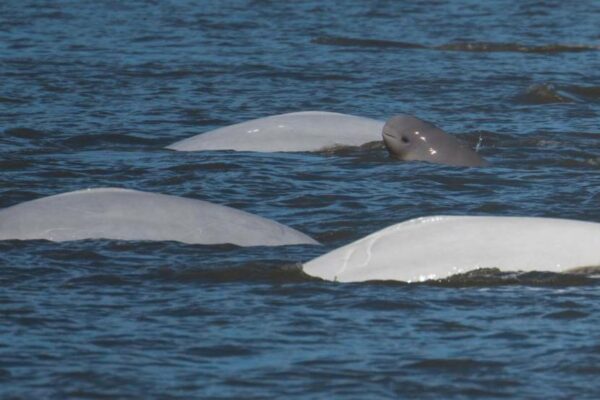 A gray baby beluga pokes its head out of the water next to other white belugas