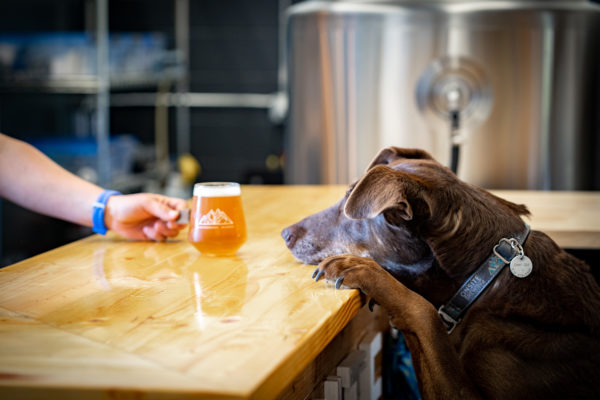 A dog stands with its paws on a counter. A glass of beer sits on the counter.