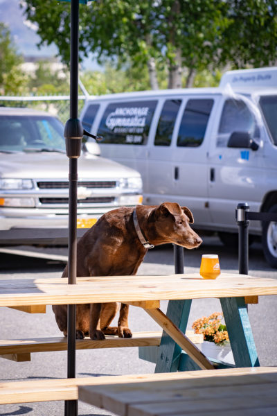 A brown dog sits on a picnic table, sniffing a glass of beer