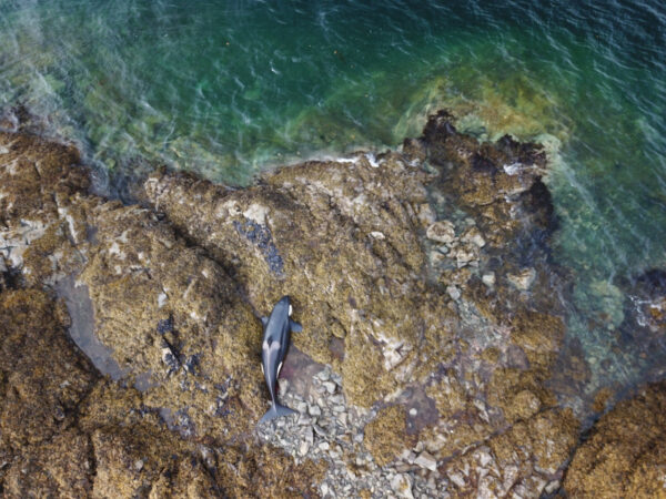 A killer whale stranded on a rocky beech as seen from above