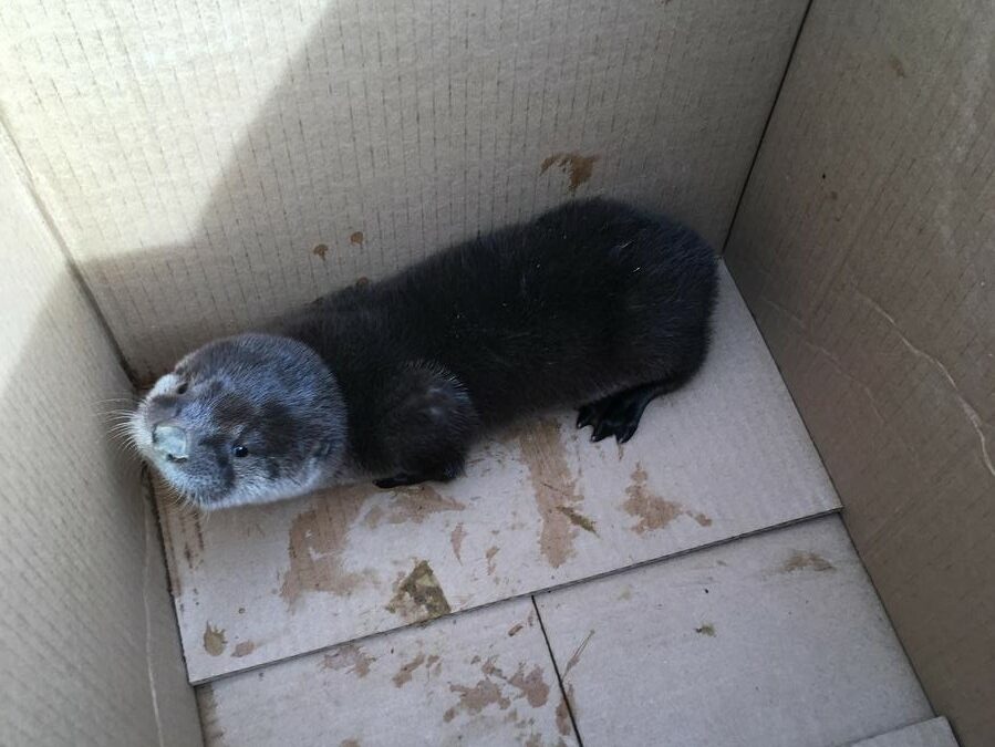 A river otter in a box