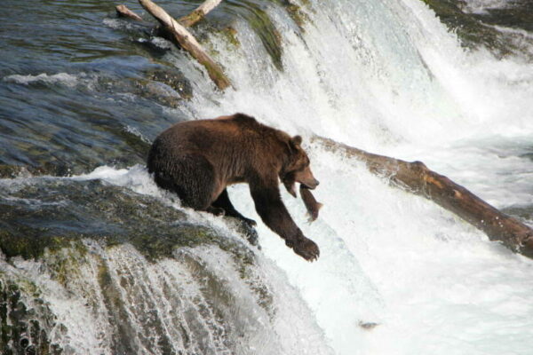 A bear eats a salmon that's jumpiong up some falls