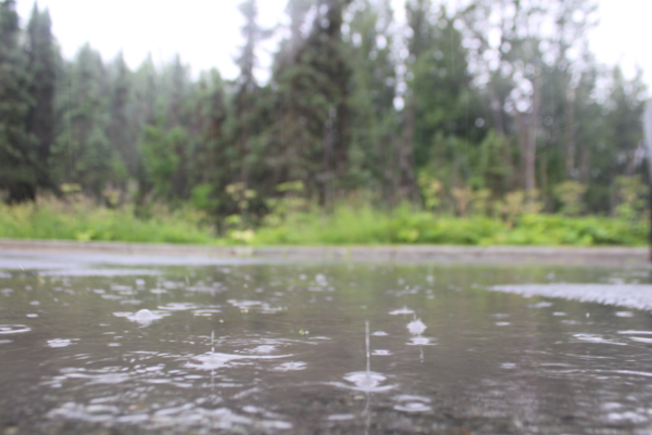 Rain falls in a puddle in front of some woods
