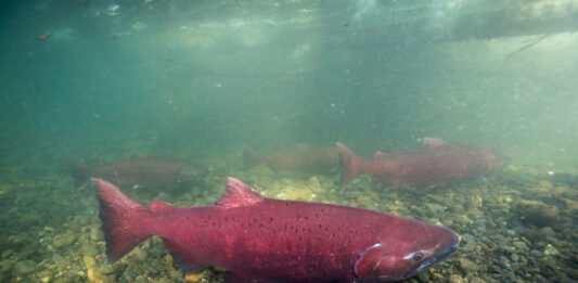 A red salmon as seen from underwater