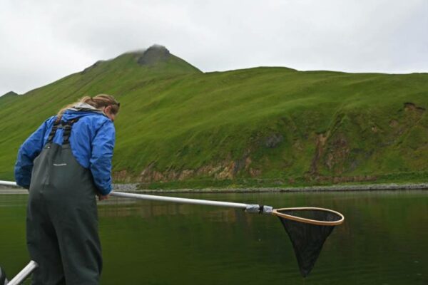 A person in rain gear suspenders looks over the side of a boat with a dip net with green mountains in the background