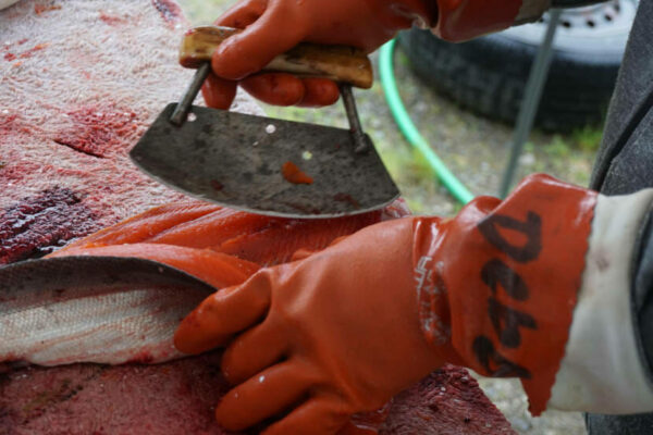 Two hands in orange work gloves use an ulu to cut through a fillet of salmon