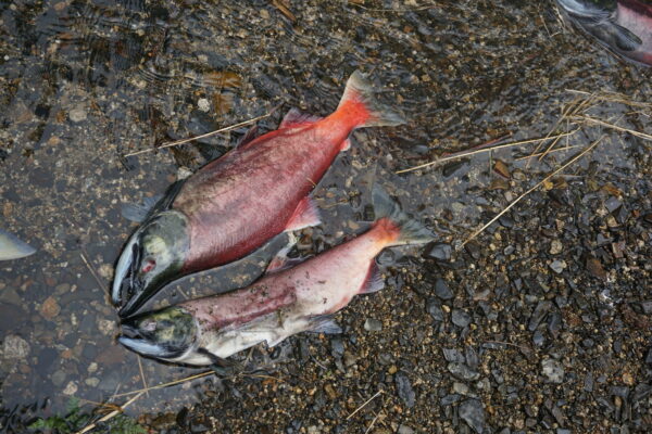 Two dead salmon out of the water.