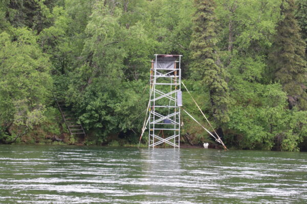 A scaffolding tower stands in the river.