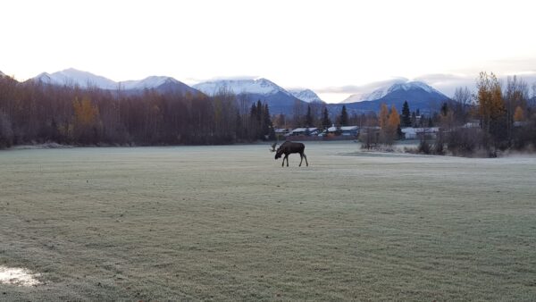 A moose in a frosty Anchorage field, in front of the snow-capped Chugach Mountain front range