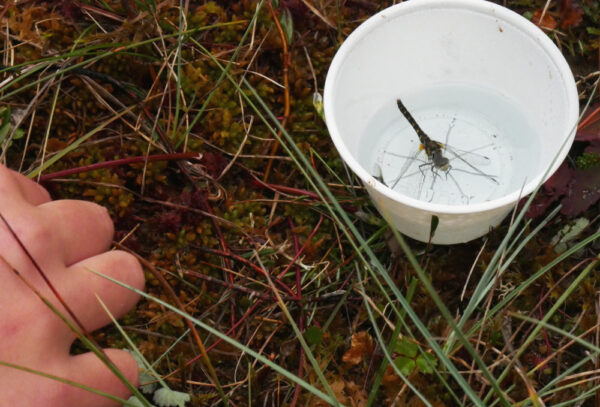 A dragonfly floats in a white cup that's setting on the grass.