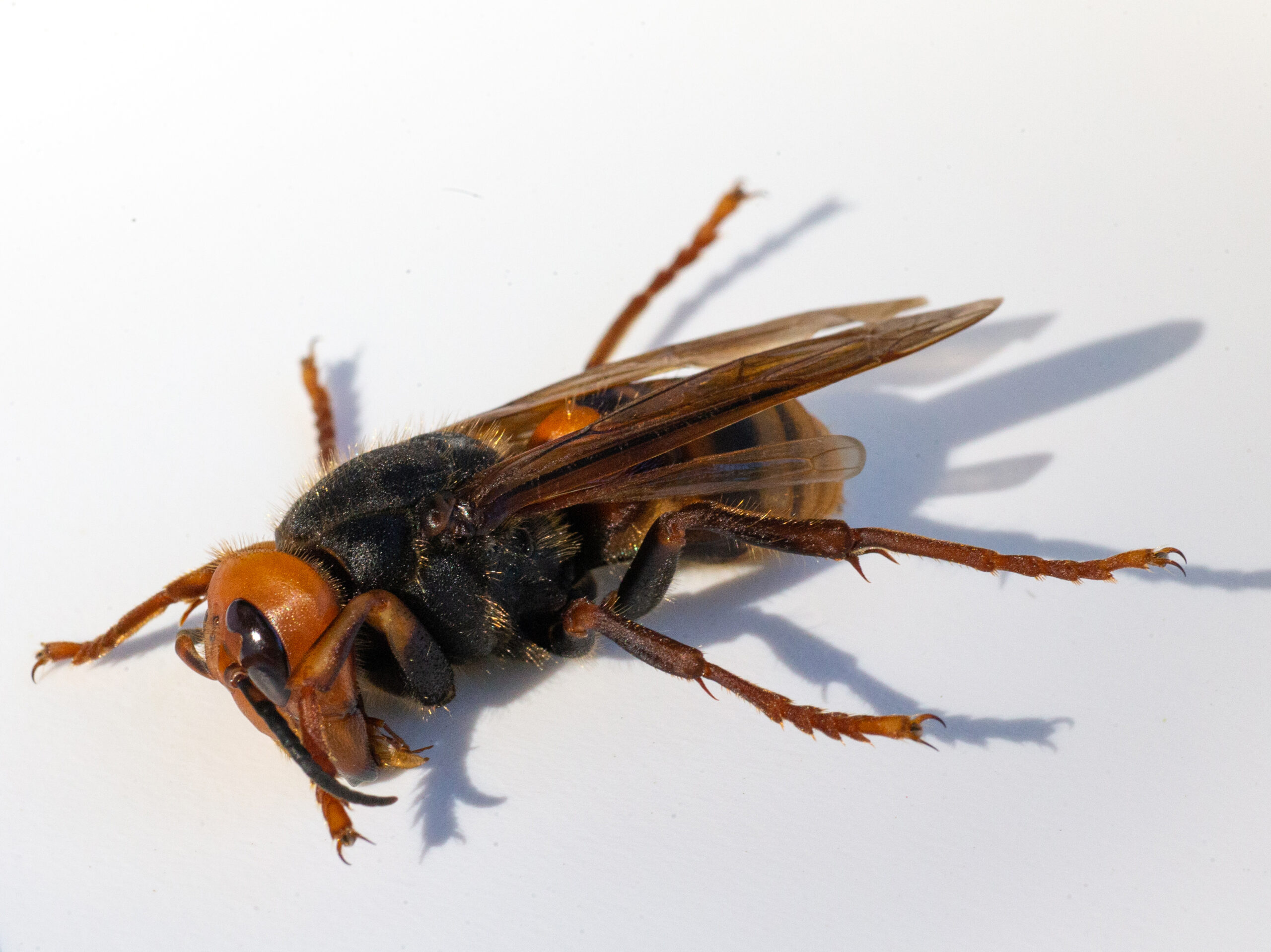 Fake Asian Giant Hornet posters found around Bellingham