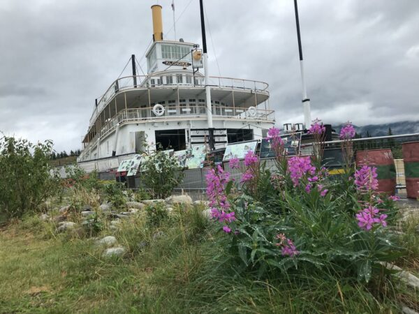 A large white boat behind fireweed.