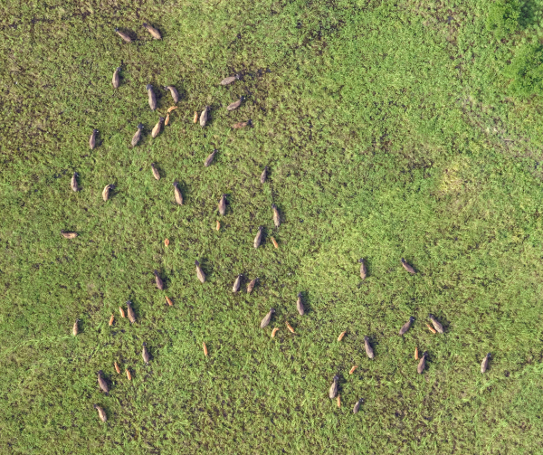 Dozens of animals on a grassy landscape.