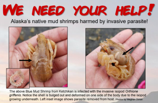 An invasive parasite is taking over Alaska blue mud shrimp