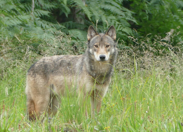 A wolf stands in the grass, staring straight ahead.