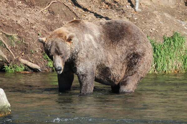 a very large brown bear in the water