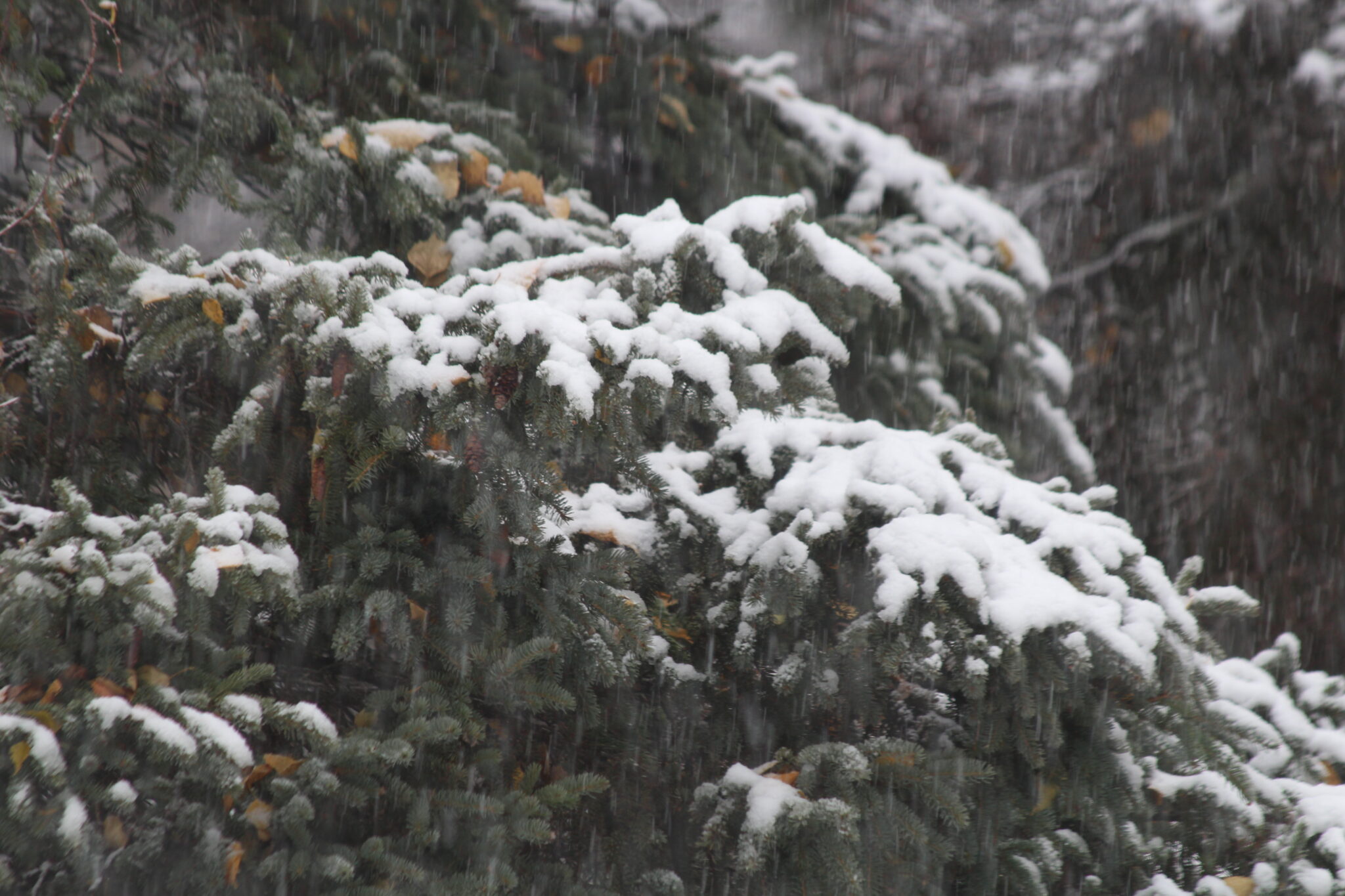 It's official Anchorage records its first snowfall of the season