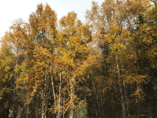 White-barked birch trees with a mostly yellow crown.