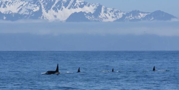 A pod of whales in the ocean with a mountain in the background.