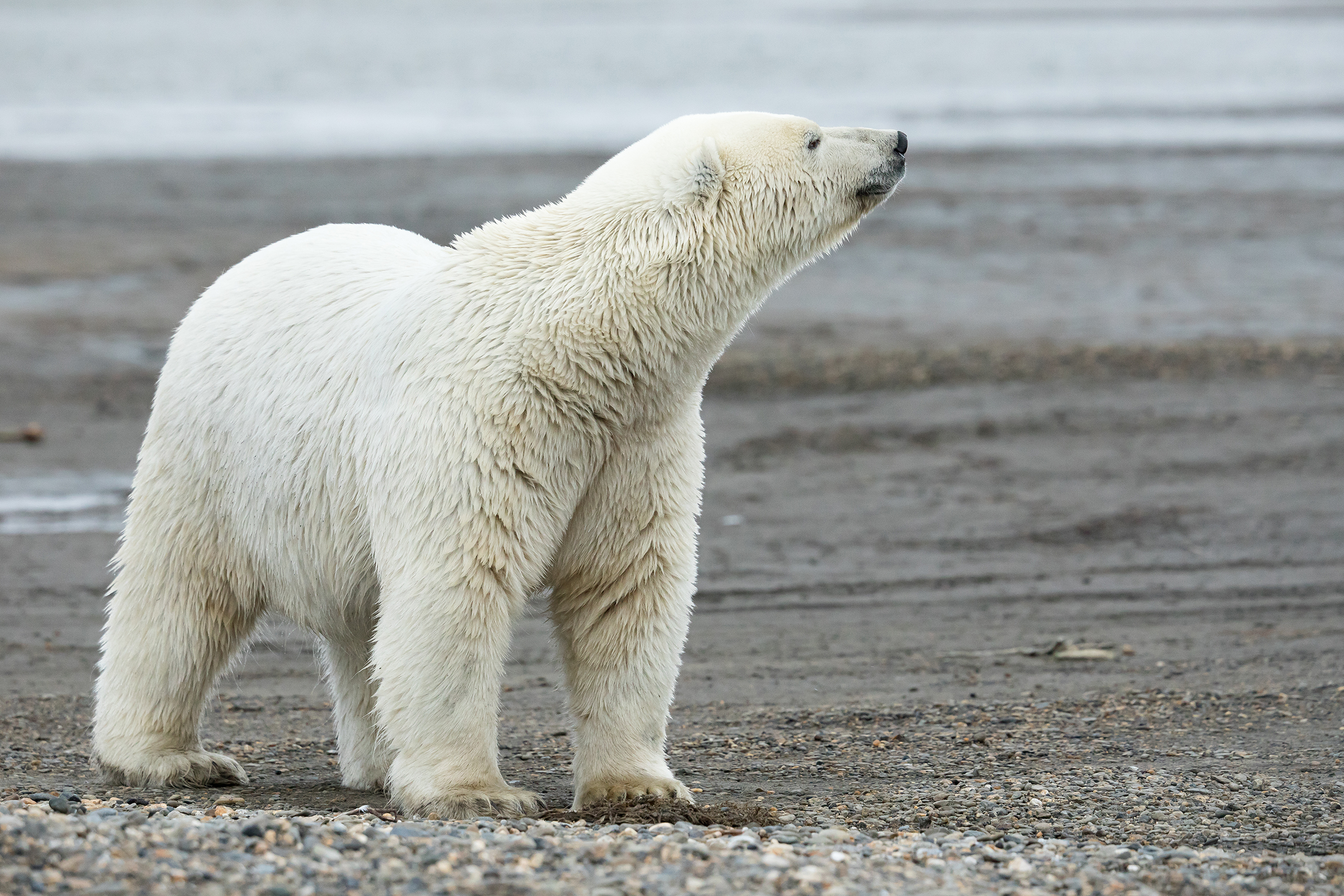 A white polar bear seems to sniff for a scent on the wind as it stands on gravel near a shoreline.