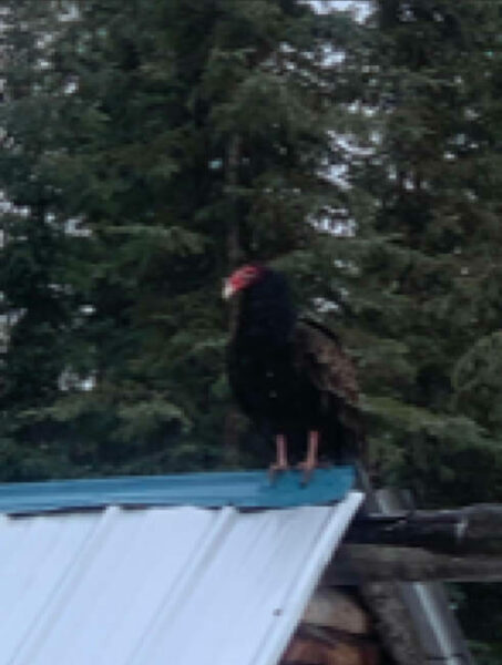 A blurry photo of a big bird on a roof.
