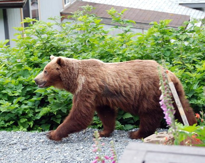 Alaska Pooping Brown Bear With Fish Key Chain