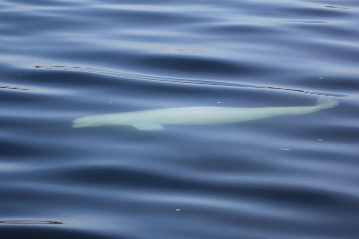 Beluga Whale  NOAA Fisheries