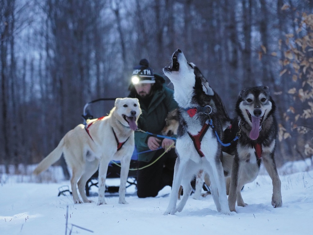 A person hooks up a sled dog team in the snow.
