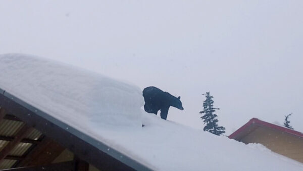A black bear on a snowy roof.