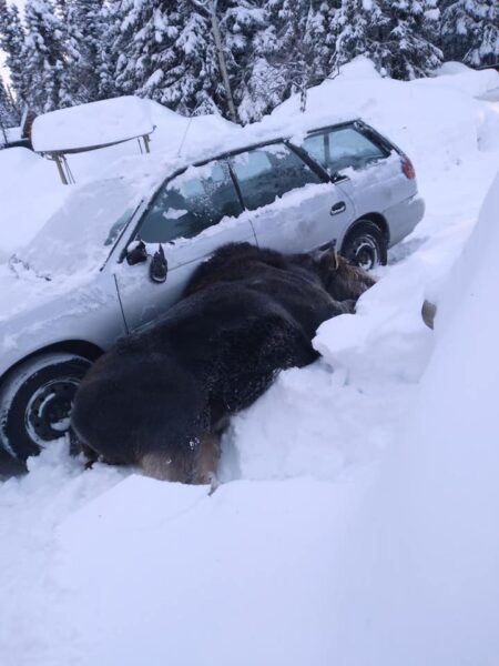 moose lies dead next to white car