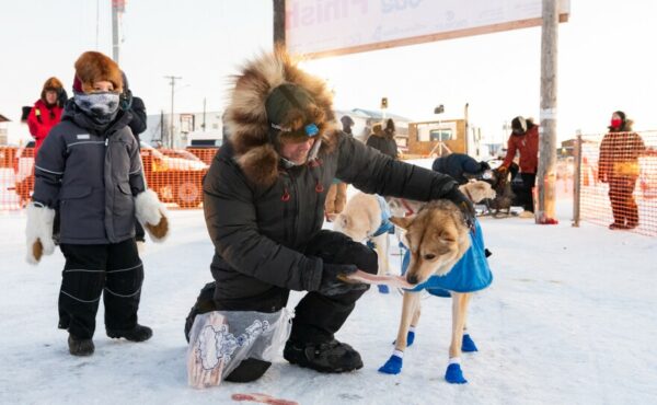 A musher feeds a dog a frozen piece of fish